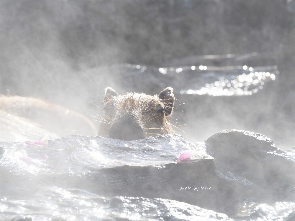 いい湯だな