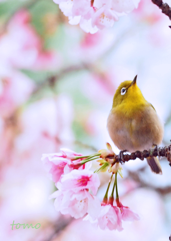 上をむいて♪　