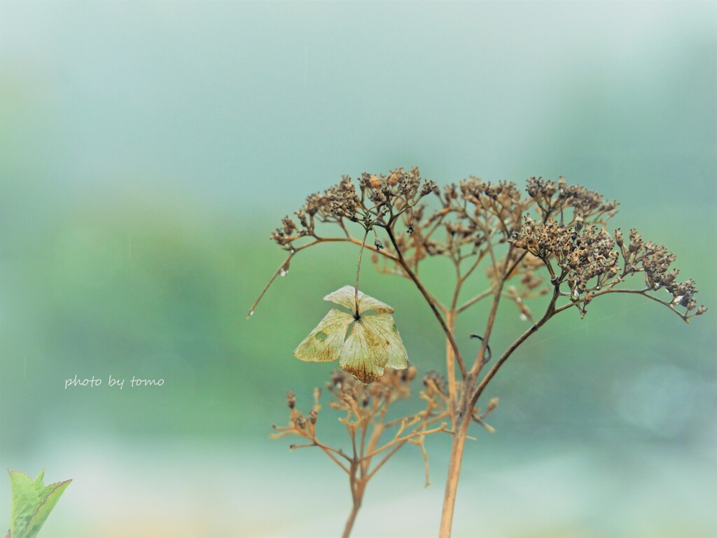 催花雨