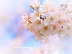 桜休暇
