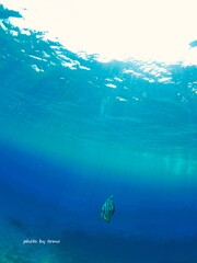 青に駆ける