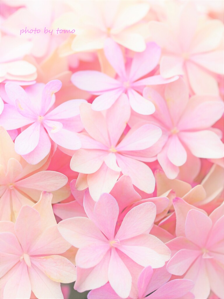 花笑み