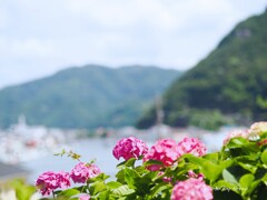 海街アジサイ