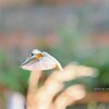 はばだけ♡