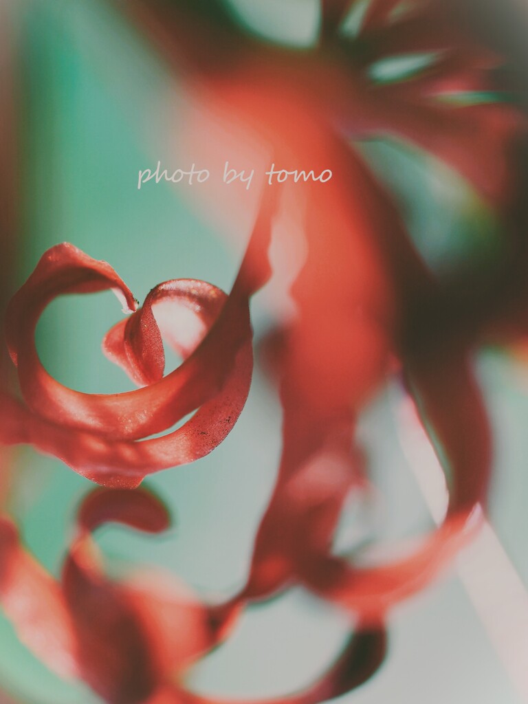 The Gift