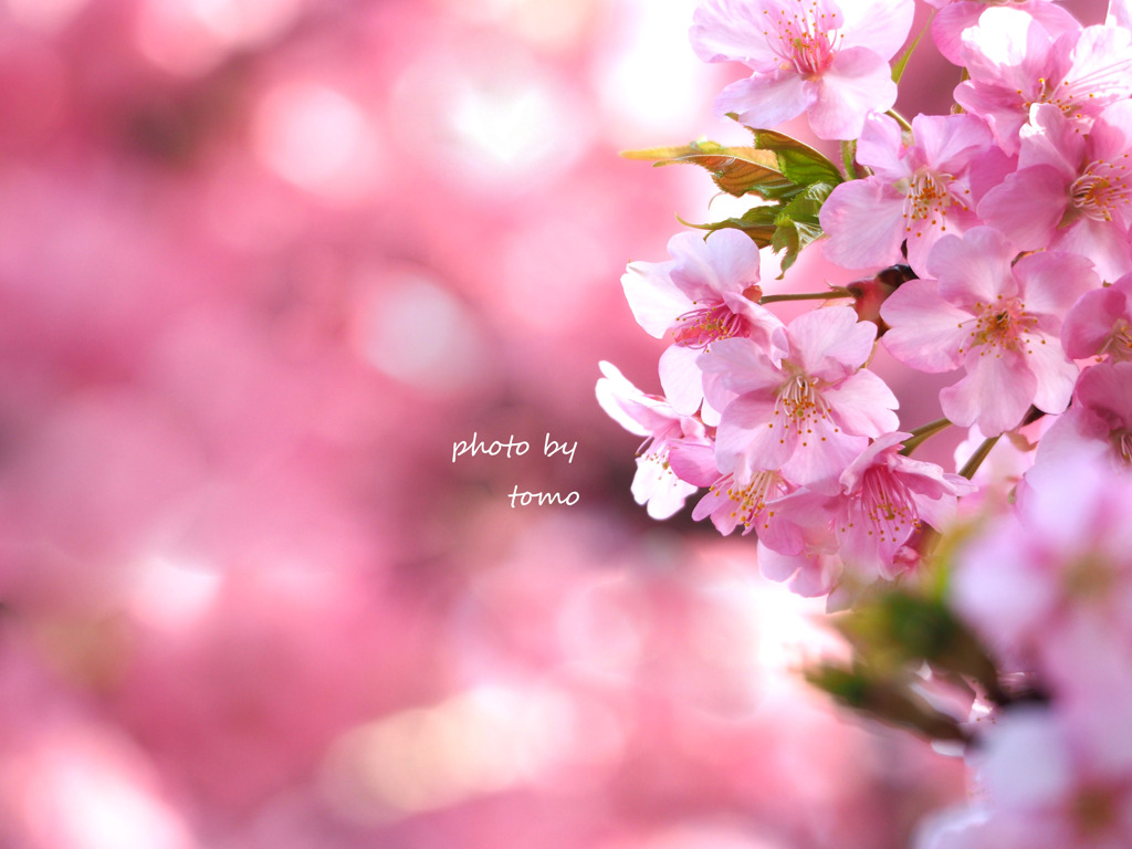 桜色の空をみあげて