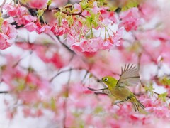 春のダンスを踊ろう♫