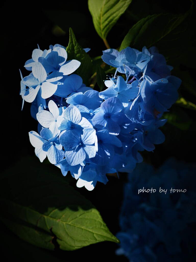 Blue Heart