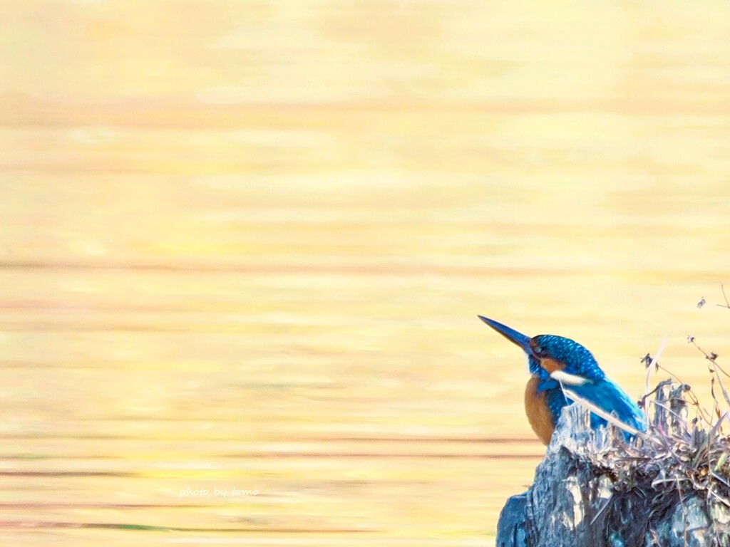 The blue bird of happiness