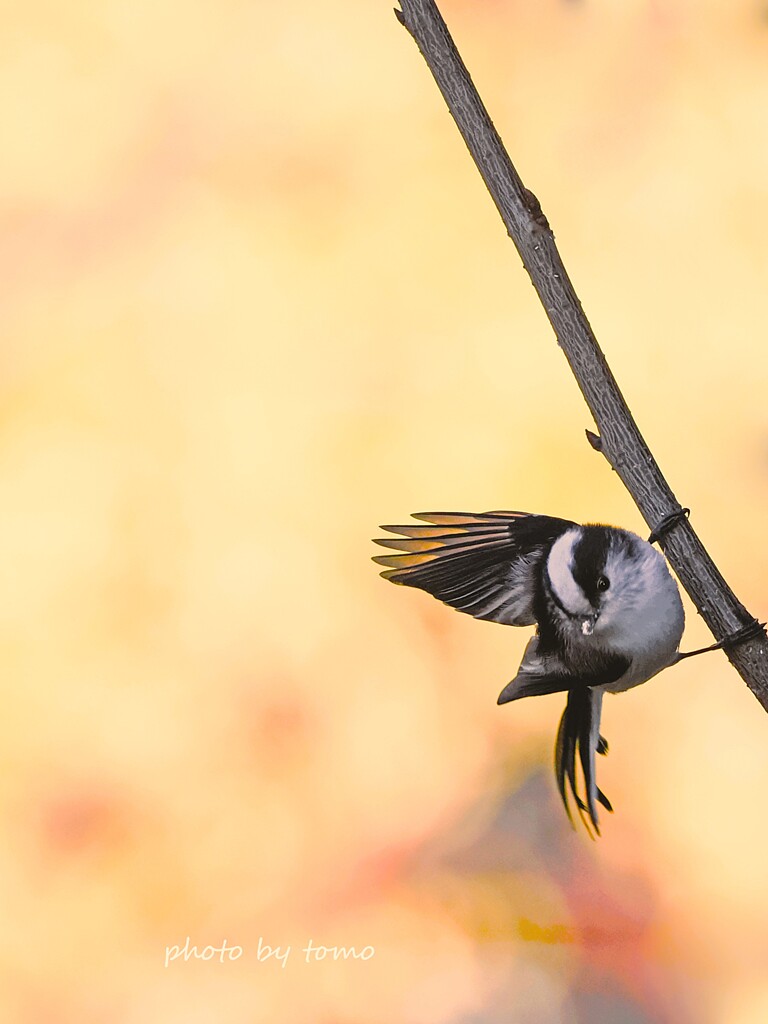 新春万福