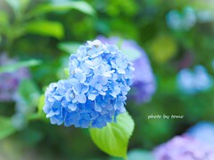 花束みたいなコイをした