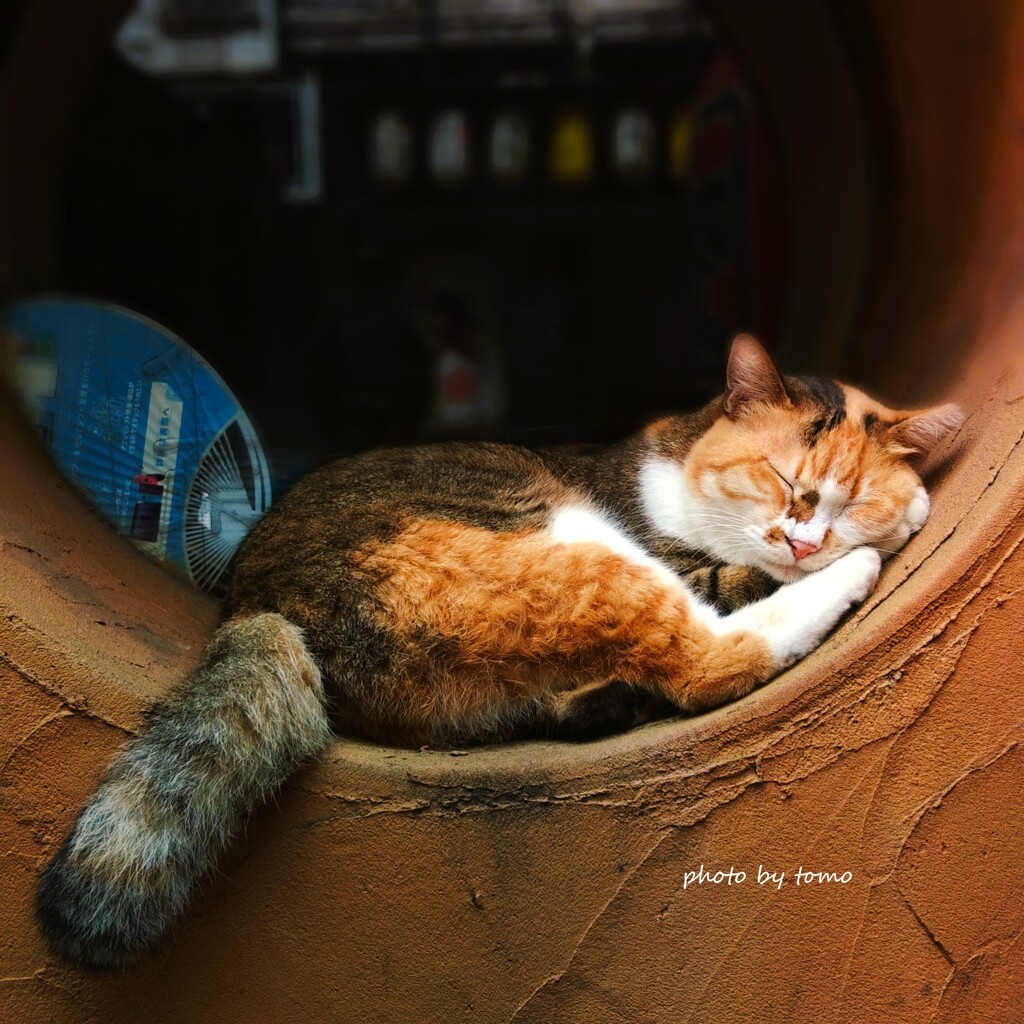 眠る猫には福来る