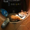 眠る猫には福来る
