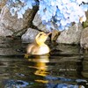 初めてのアジサイ♡