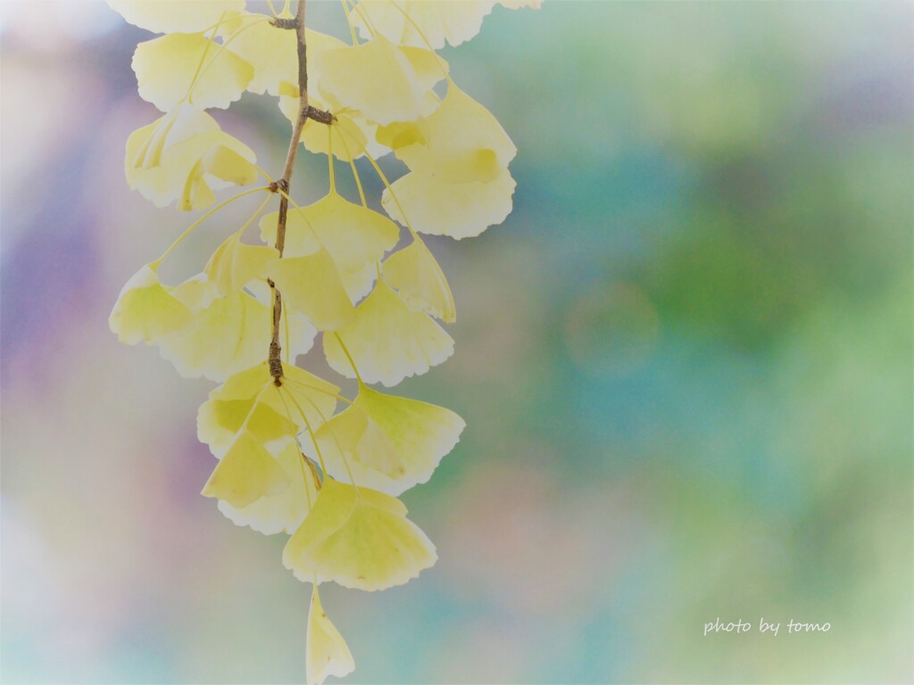 秋が終わるその前に