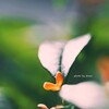 Find a little happiness♡