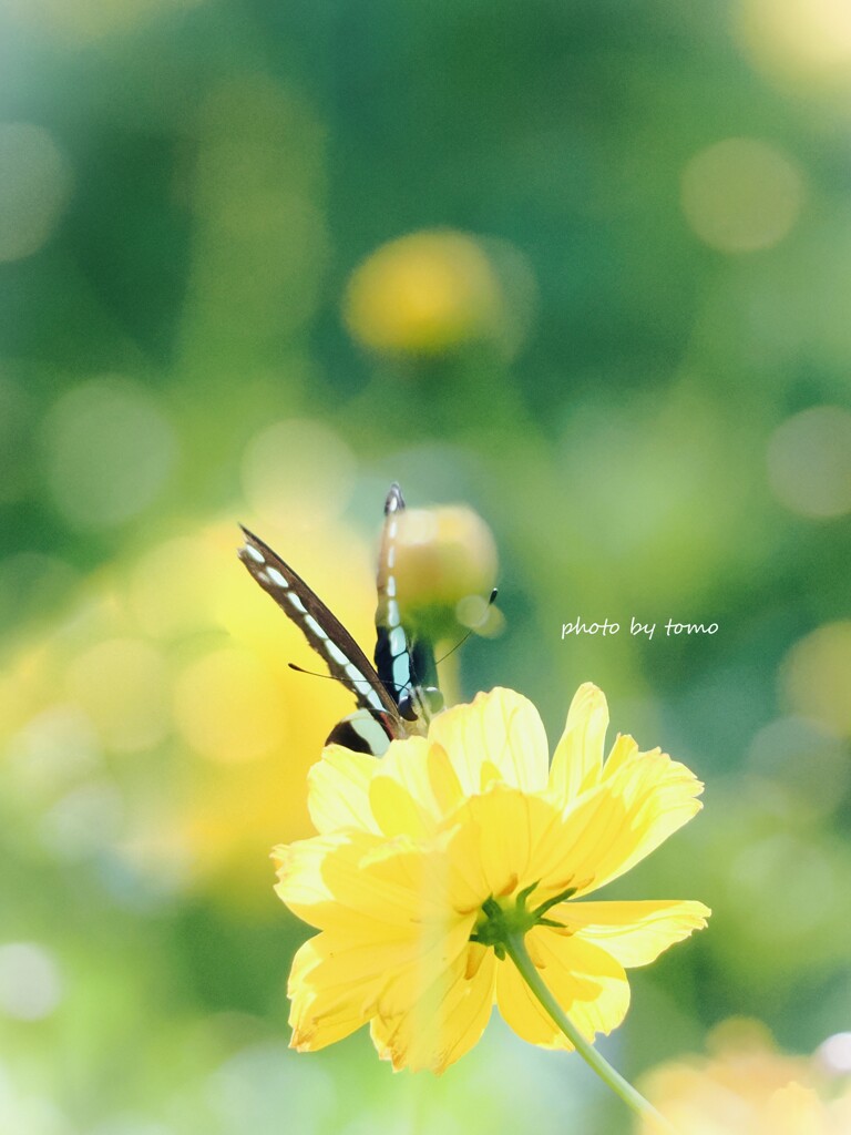 コイスル瞳♡