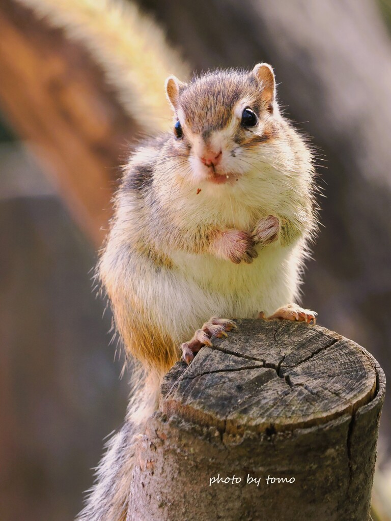 しっぽじゃないよ