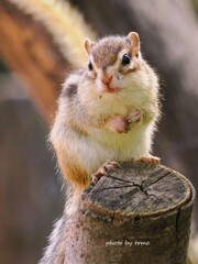 しっぽじゃないよ