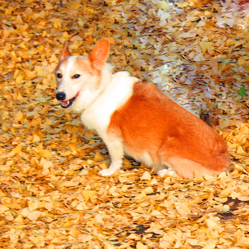 笑顔
