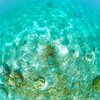 A　heart under the sea