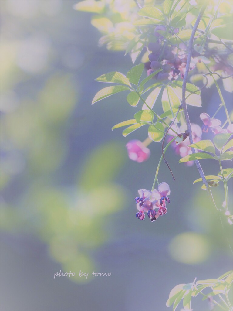 ゆれる思い