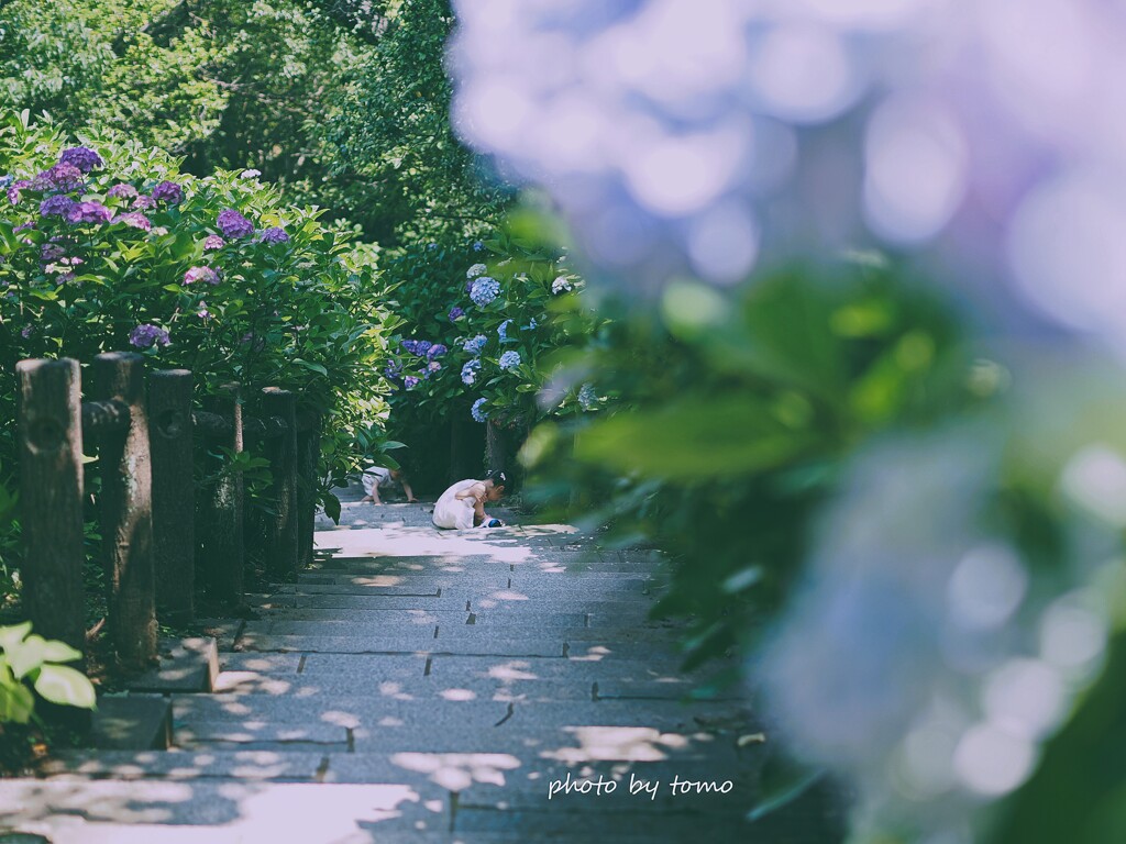 Hydrangea Fairy♡