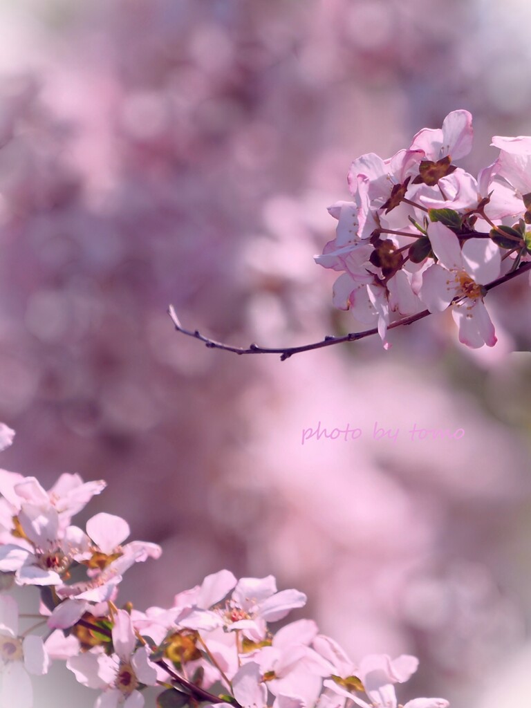 Spring has come♡