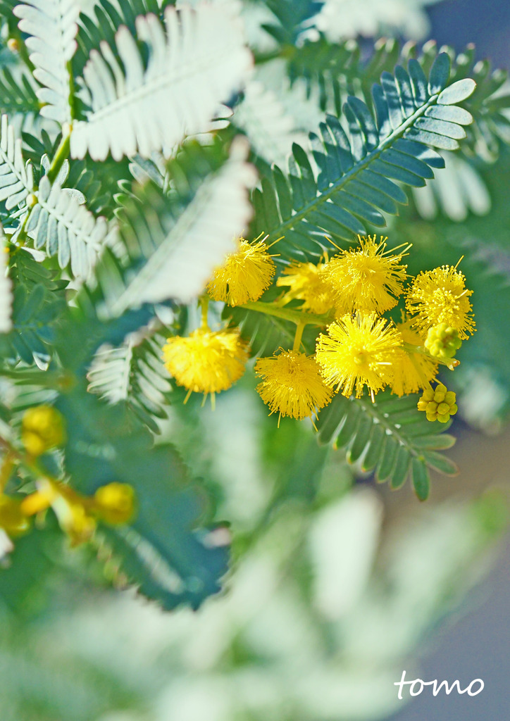 ミモザの花咲くころ