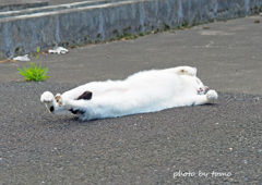 のーびー