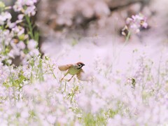スズメ、ススメ