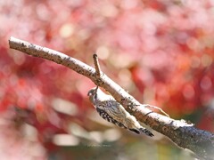 森の大工さん