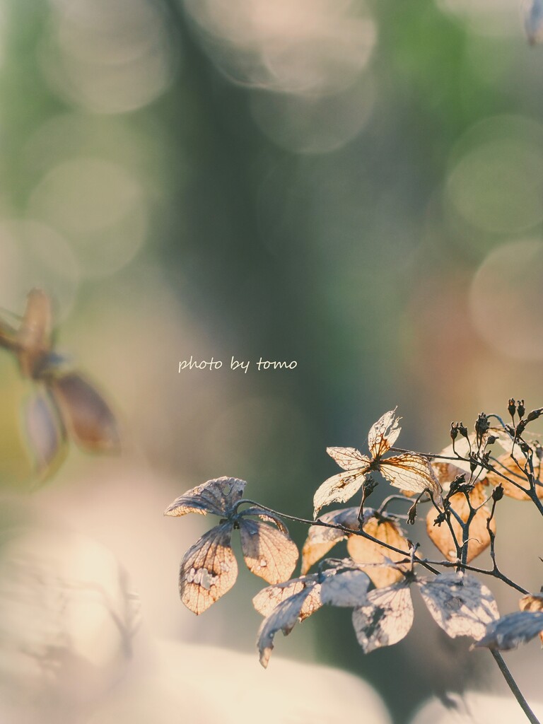 如月紫陽花