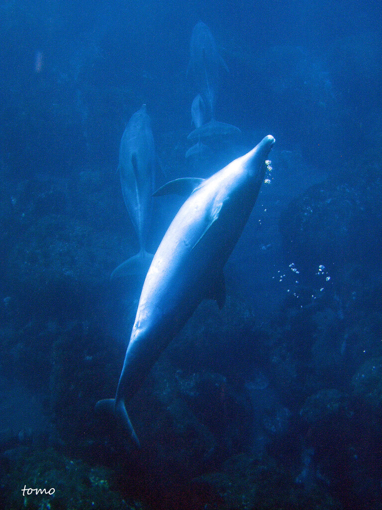 バブルハート イルカからの贈り物 By Tomo Id 写真共有サイト Photohito