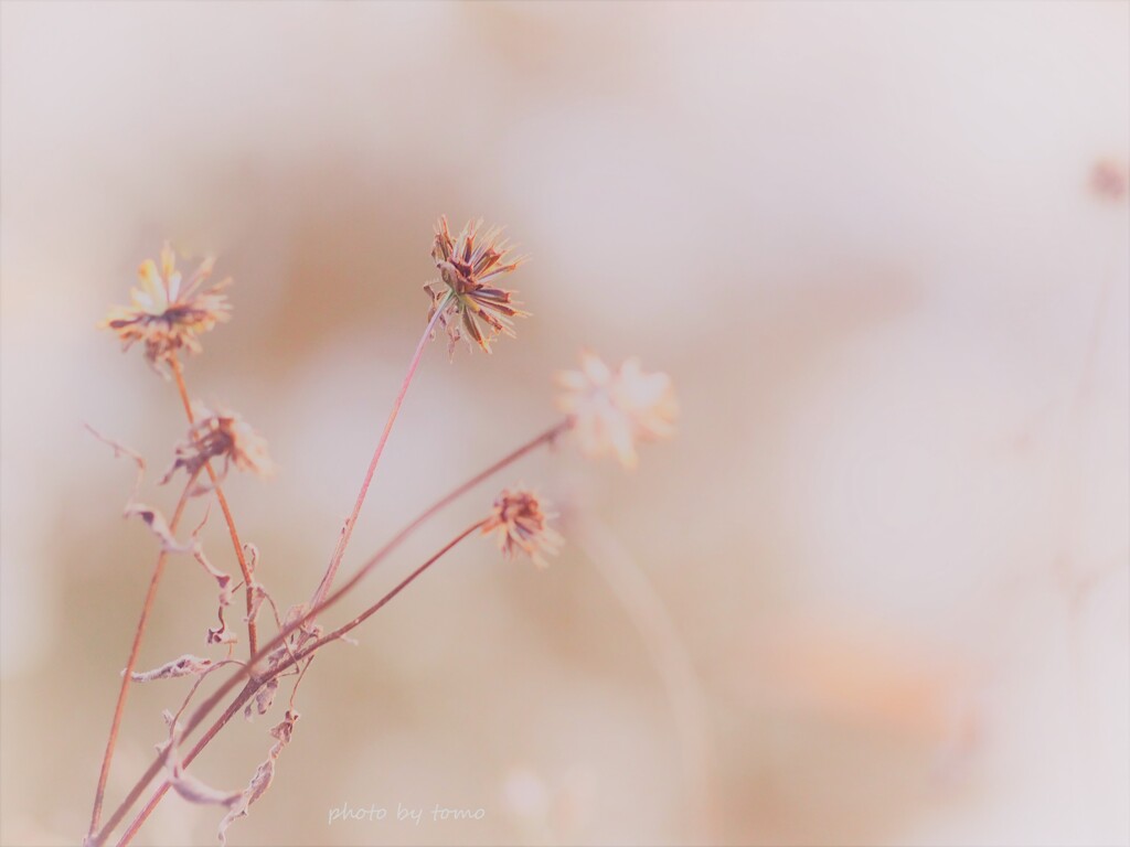 冬の花火