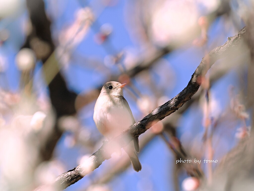 梅雪こんこ