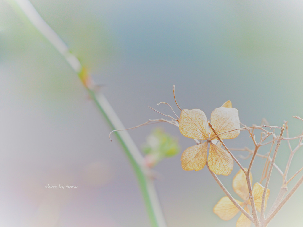 Sprring　Hydrangea