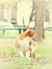 (=^・・^=)