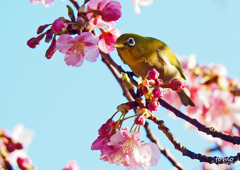 お花見ランチ