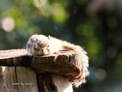 春眠暁を覚えず。。。