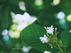 ♡探し