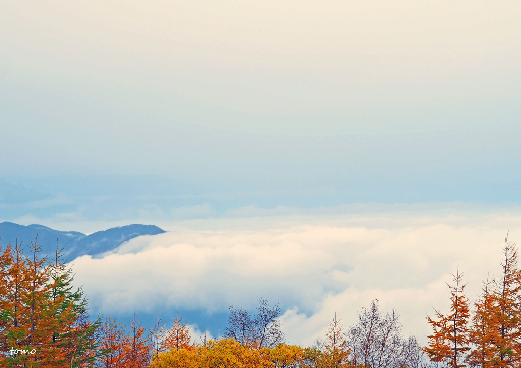 天空の紅葉