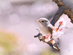旅立ちまで