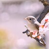 旅立ちまで