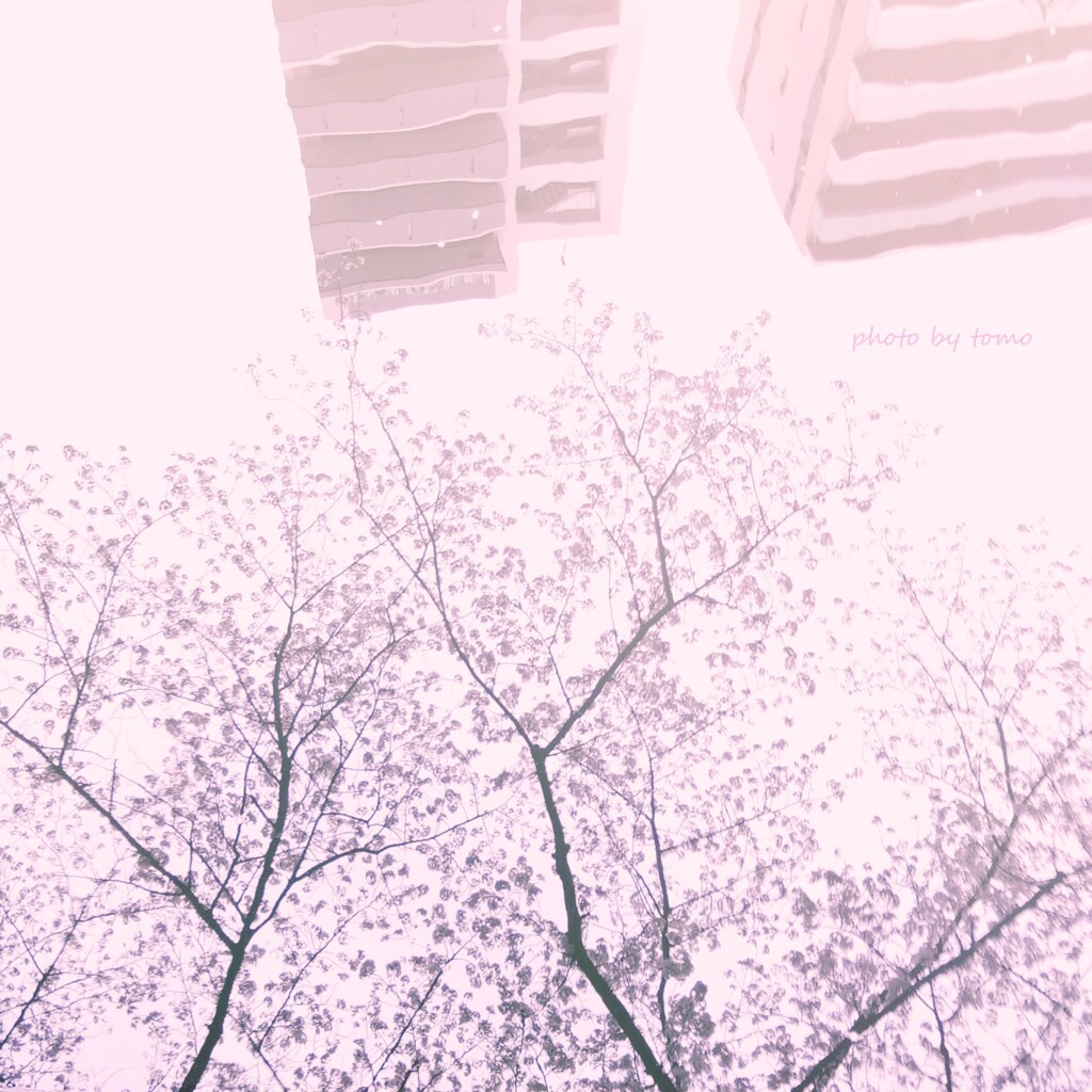 春は幻