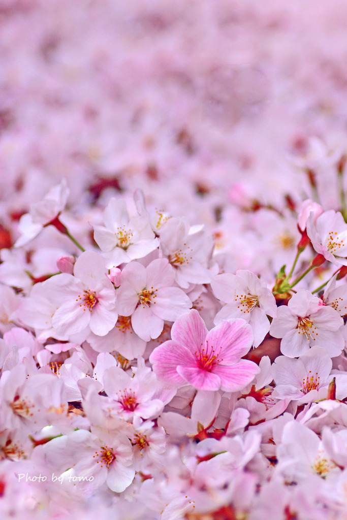 足元にあふれる幸せ　桜の道は未来へ続く