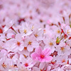 足元にあふれる幸せ　桜の道は未来へ続く