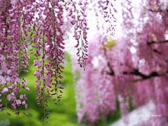藤色の雨が降る...