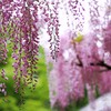 藤色の雨が降る...