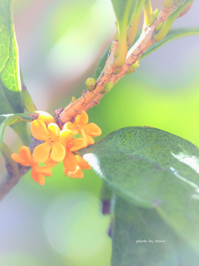 autumn scents